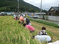 稲刈り　2.jpg