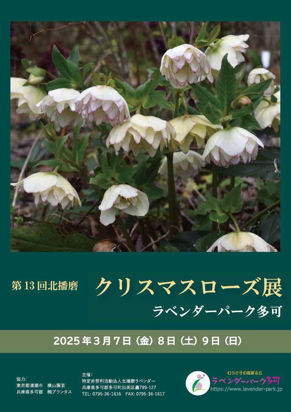 3/7・8・9　クリスマスローズ展：ラベンダーパーク多可